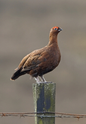 Red Grouse on a Post