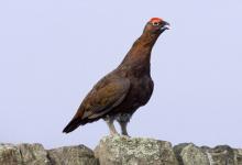Red Grouse on a Wall DM0198
