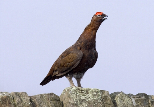 Red Grouse on a Wall DM0198