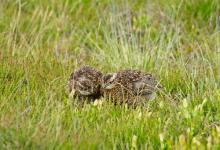  Red Grouse Chicks DM2070