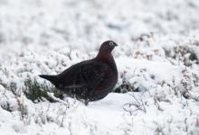   Red Grouse in the Snow  DM2066