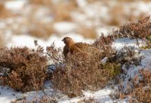  Red Grouse in the Snow  DM2071