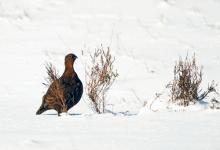 Red Grouse in the Snow  DM2075