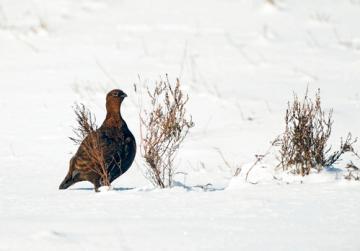  Grouse