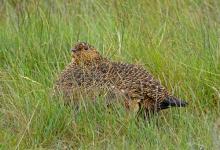  Red Grouse with Chick DM2072