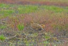   Red Grouse with Chick DM2074