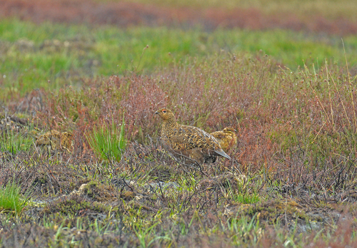   Red Grouse with Chick DM2074