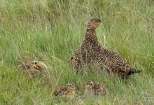   Red Grouse with Chicks DM2067