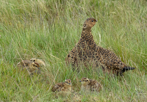   Red Grouse with Chicks DM2067