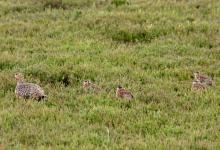   Red Grouse with Chicks  DM2068