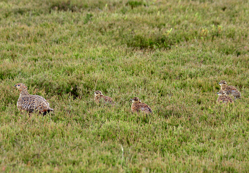   Red Grouse with Chicks  DM2068