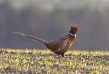 Cock Pheasant