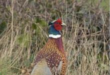Cock Pheasant 10
