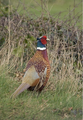 Cock Pheasant 10
