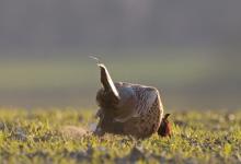 Cock Pheasant  Displaying