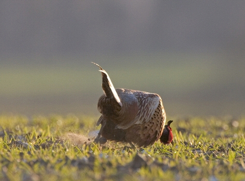 Cock Pheasant  Displaying