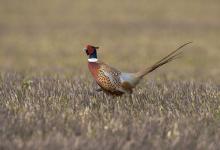 Cock Pheasant 2