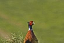 Cock Pheasant  1