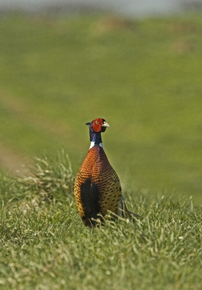Cock Pheasant  1