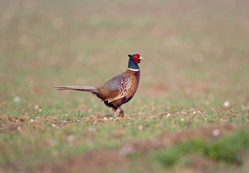 Cock Pheasant 3.