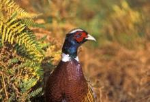 Cock Pheasant DM0506