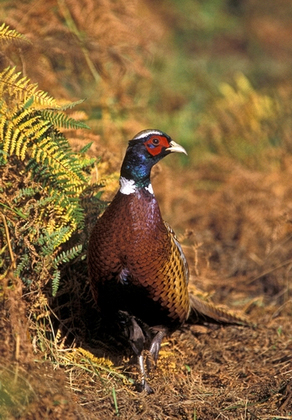 Cock Pheasant DM0506