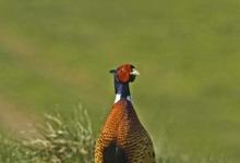 Cock Pheasant DM0522