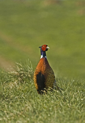 Cock Pheasant DM0522