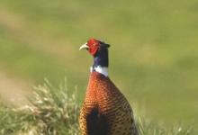 Cock Pheasant DM0524