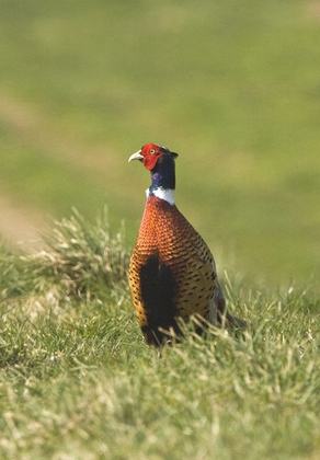 Cock Pheasant DM0524
