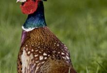 Cock Pheasant DM0525