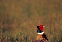 Cock Pheasant DM0532