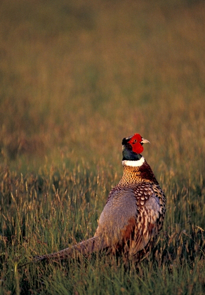 Cock Pheasant DM0532