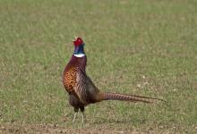 Cock Pheasant DM0984