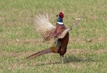 Cock Pheasant DM0985