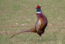 Cock Pheasant DM0986