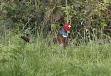 Cock Pheasant DM0987
