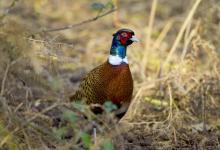 Cock Pheasant DM1418