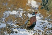 Cock Pheasant in the Snow 1
