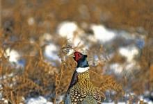 Cock Pheasant in the Snow 2
