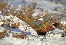 Cock Pheasant in the Snow 5
