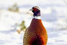 Cock Pheasant in the Snow DM1419