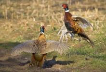 Cock Pheasants Fighting DM0980