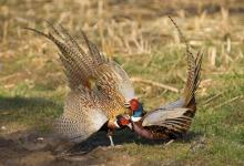 Cock Pheasants Fighting DM0981