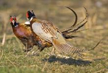 Cock Pheasants Fighting DM0982