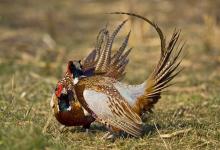 Cock Pheasants Fighting DM0983