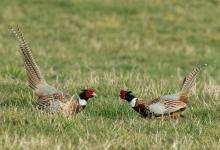 Cock Pheasants Fighting DM1629