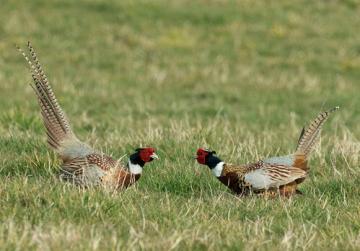  Pheasants