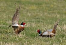 Cock Pheasants Fighting DM1630