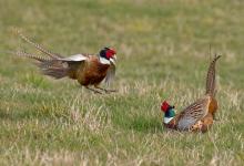 Cock Pheasants Fighting DM1631